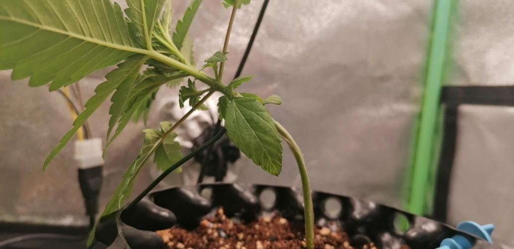 Winter warmer ScrOG. Week 1 - 09.02.2026