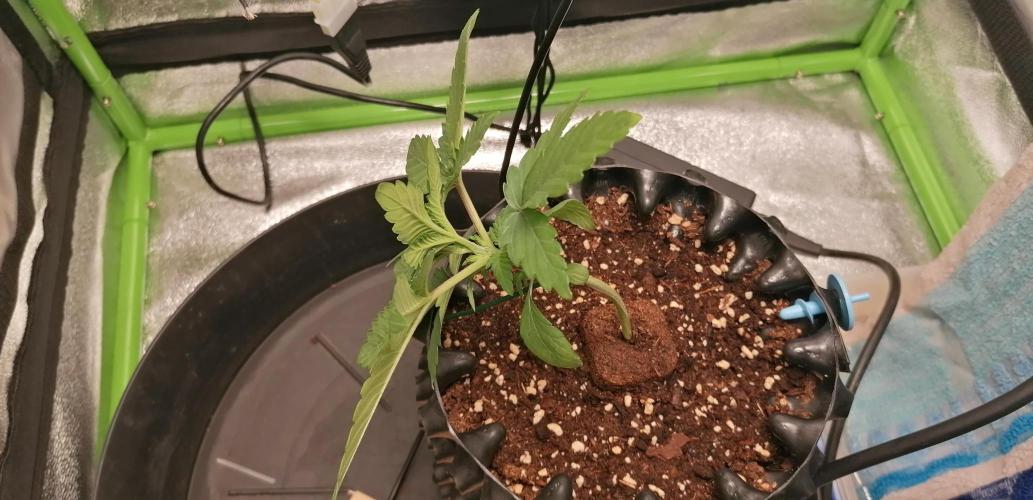 Winter warmer ScrOG. Week 1 - 09.02.2026