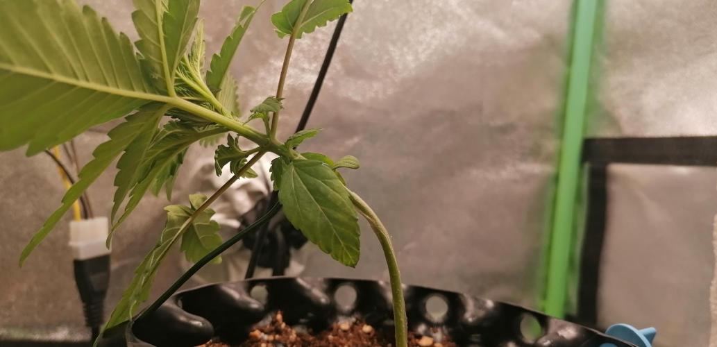 Winter warmer ScrOG. Week 1 - 09.02.2026