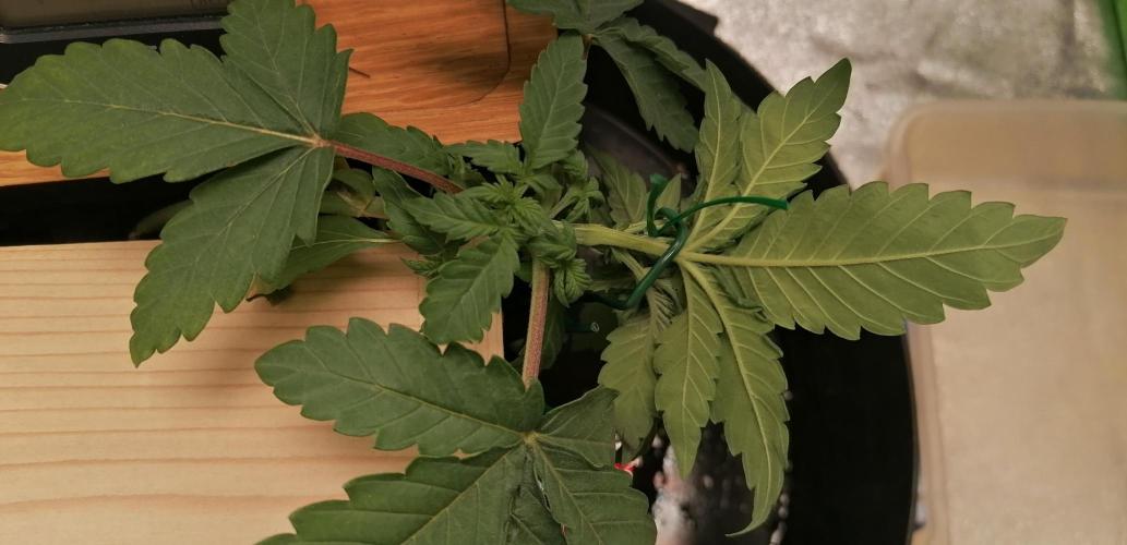 Winter warmer ScrOG. Week 2 - 11.02.2026