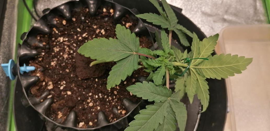 Winter warmer ScrOG. Week 2 - 11.02.2026