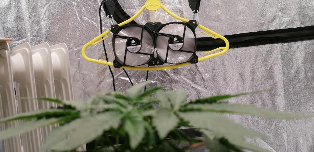 Winter warmer ScrOG. Week 2