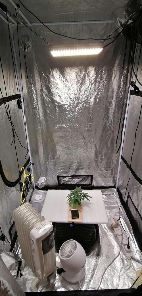 Winter warmer ScrOG. Week 2