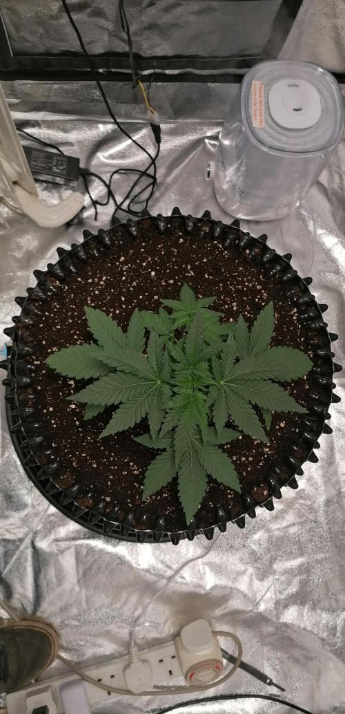 Winter warmer ScrOG. Week 2