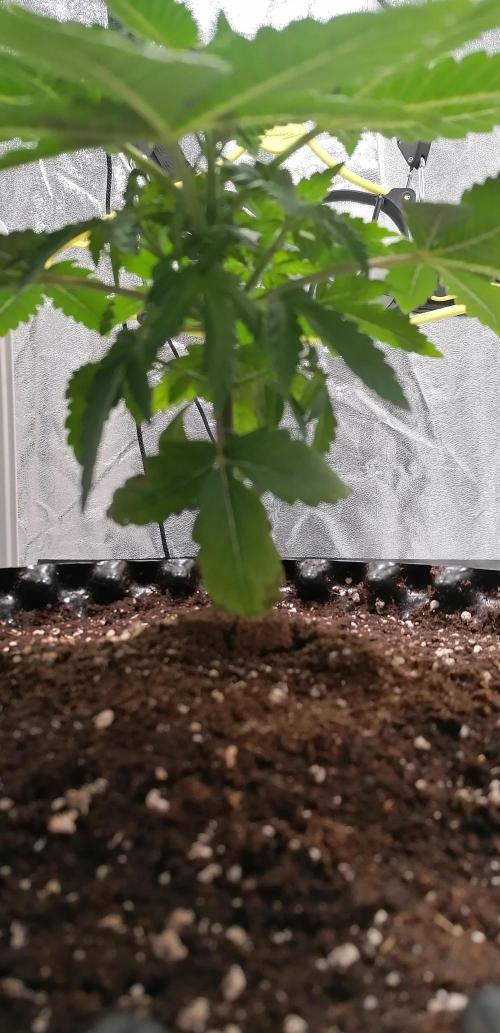 Winter warmer ScrOG. Week 2