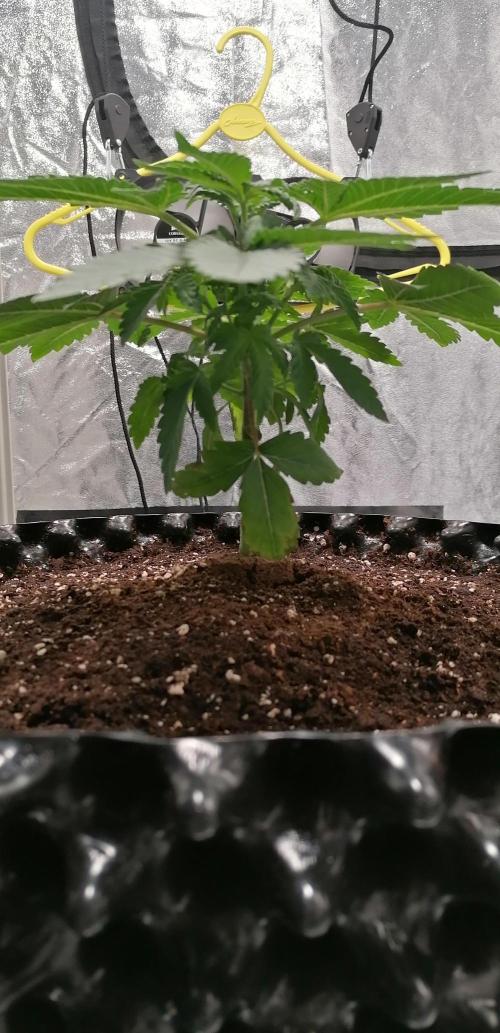 Winter warmer ScrOG. Week 2