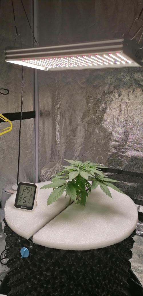 Winter warmer ScrOG. Week 2 - lights at 12" dimmed to 30%. hopefullyget the proper spacing of internodes.