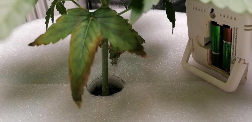 Winter warmer ScrOG. Week 3 - 19.02.2026 nitrogen difficiency ?