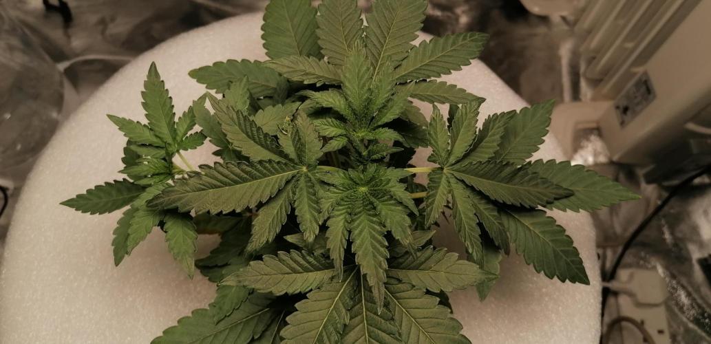 Winter warmer ScrOG. Week 3 - 19.02.2026 couple of leaves with damage from lst.