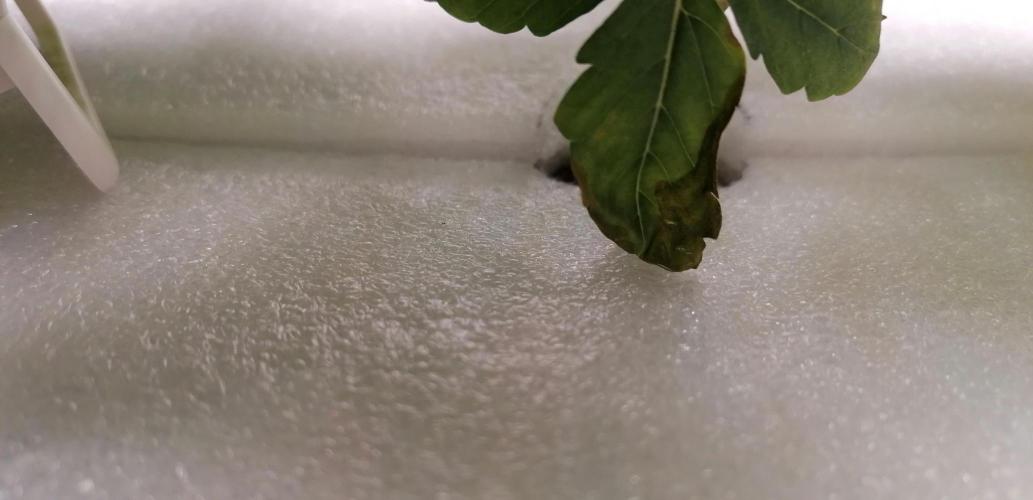 Winter warmer ScrOG. Week 3 - 19.02.2026 nitrogen difficiency ?