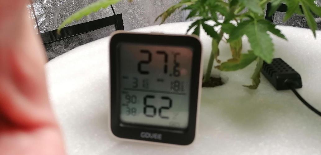 Winter warmer ScrOG. Week 3