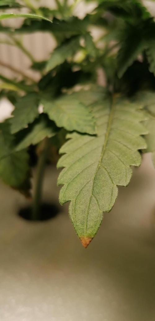 Winter warmer ScrOG. Week 3 - 19.02.2026 nitrogen difficiency ?