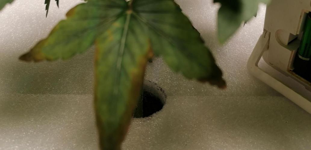 Winter warmer ScrOG. Week 3 - 19.02.2026 nitrogen difficiency ?