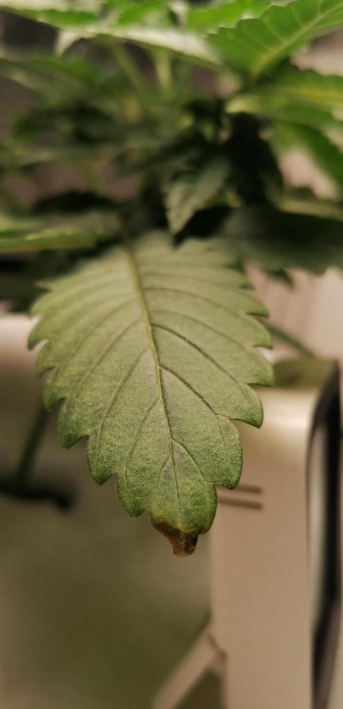 Winter warmer ScrOG. Week 3 - 19.02.2026 nitrogen difficiency ?