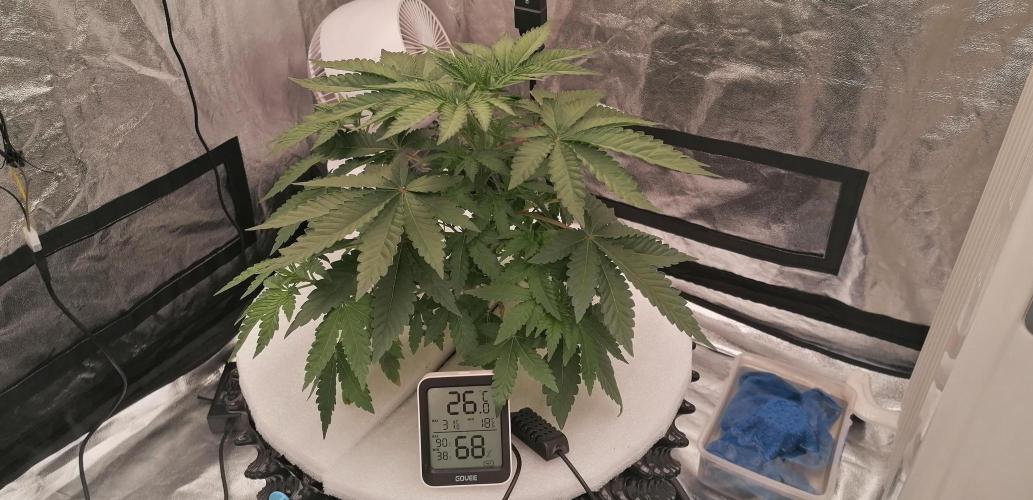 Winter warmer ScrOG. Week 4