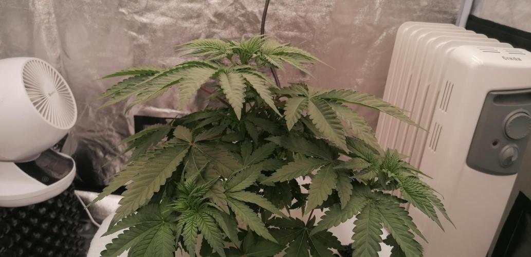 Winter warmer ScrOG. Week 4