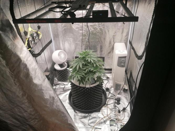 Winter warmer ScrOG. Week 4