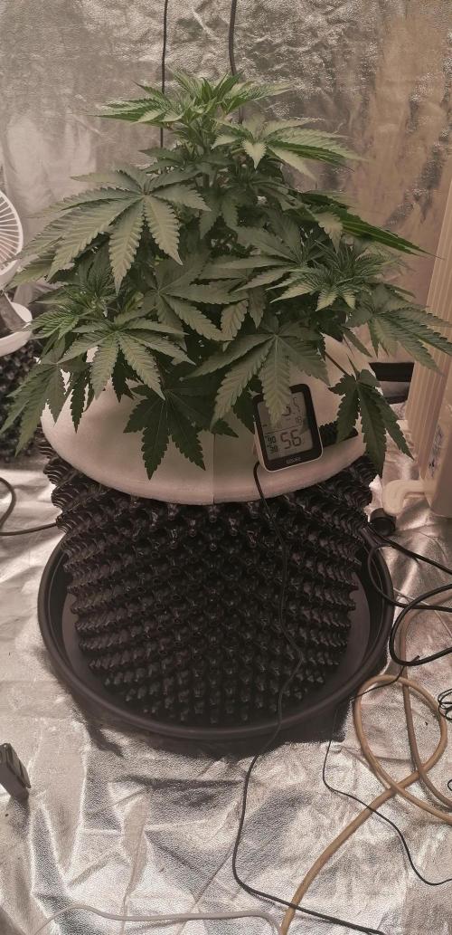 Winter warmer ScrOG. Week 4