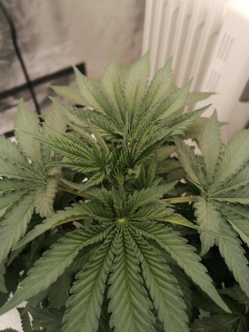 Winter warmer ScrOG. Week 4