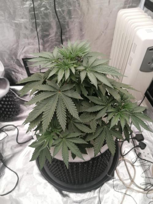 Winter warmer ScrOG. Week 4