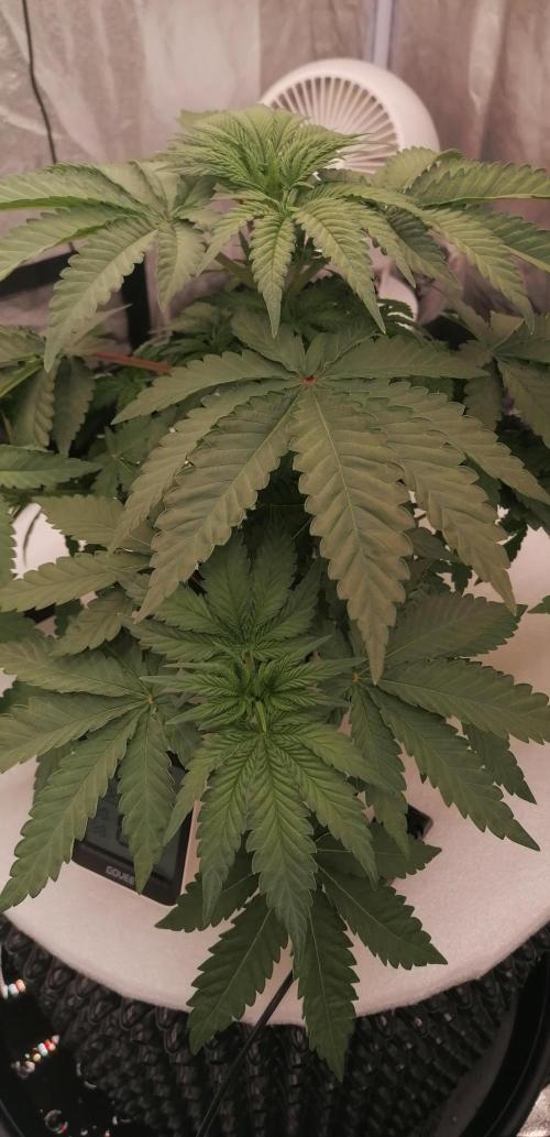 Winter warmer ScrOG. Week 4