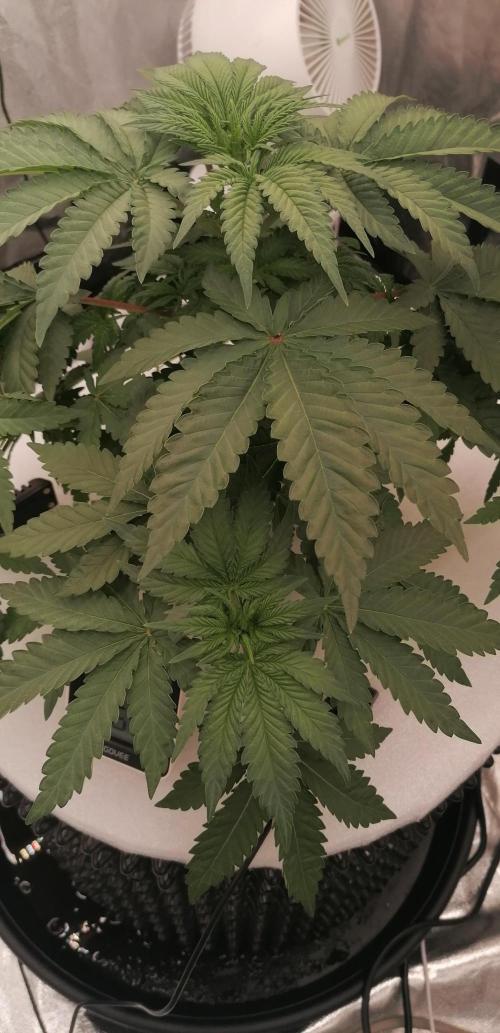 Winter warmer ScrOG. Week 4