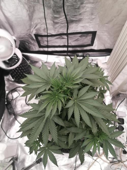 Winter warmer ScrOG. Week 4