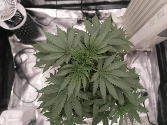 Winter warmer ScrOG. Week 4