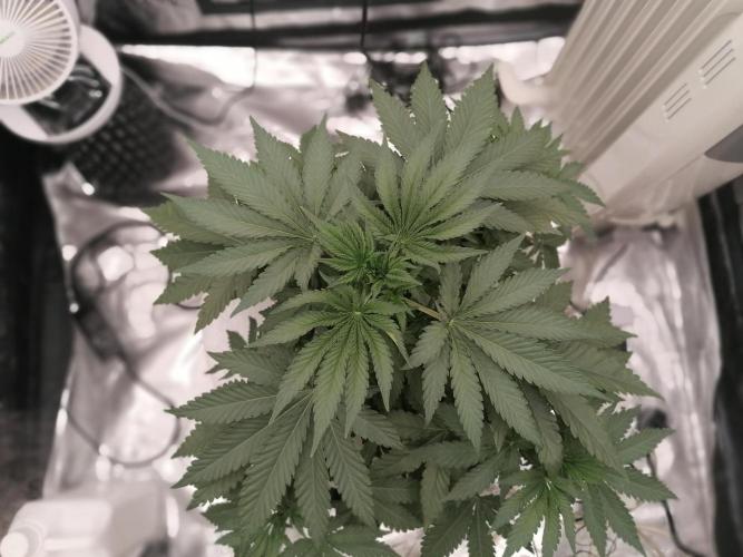 Winter warmer ScrOG. Week 4