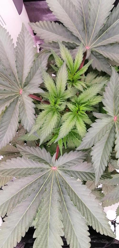 Winter warmer ScrOG. Week 5 - 05.03.2026 just before defoliation.