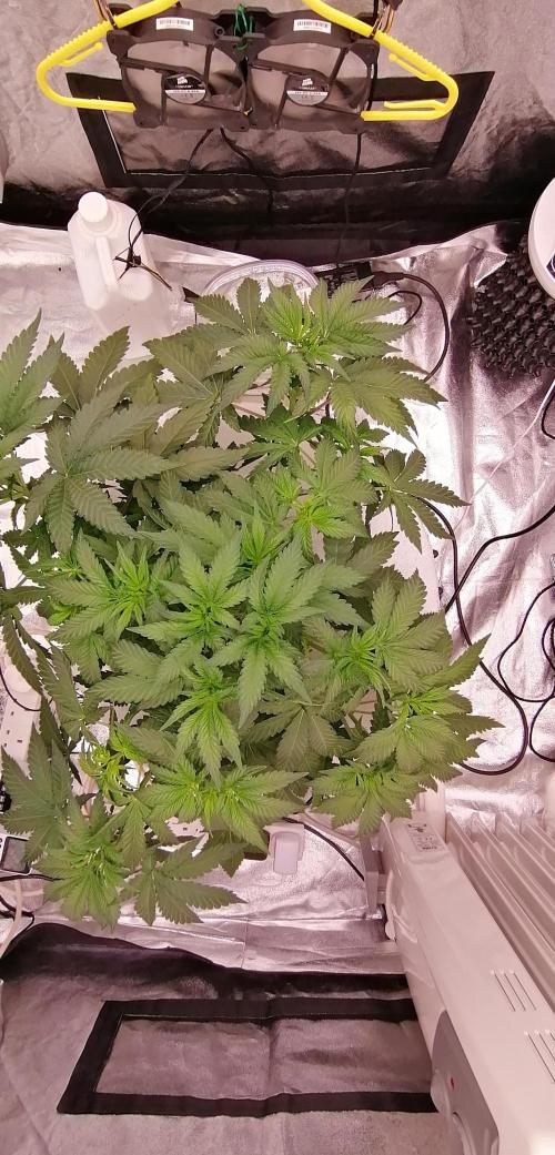 Winter warmer ScrOG. Week 5 - 05.03.2026 defoliation - cut off large fan leaves exposing budsights for scrog