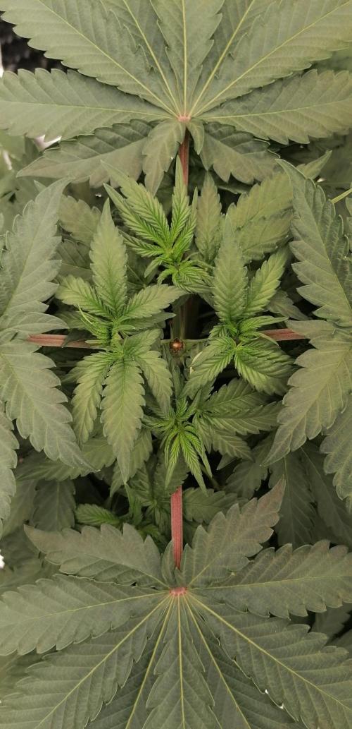 Winter warmer ScrOG. Week 5 - Just after topping 04.04.2026
