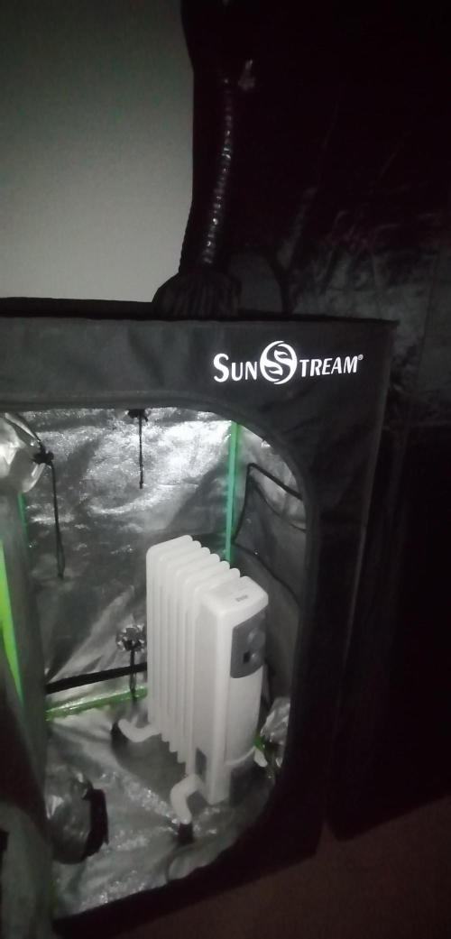 Winter warmer ScrOG. Week 6 - The heat rises above and enters the bottom of the grow tent - no fan needed.