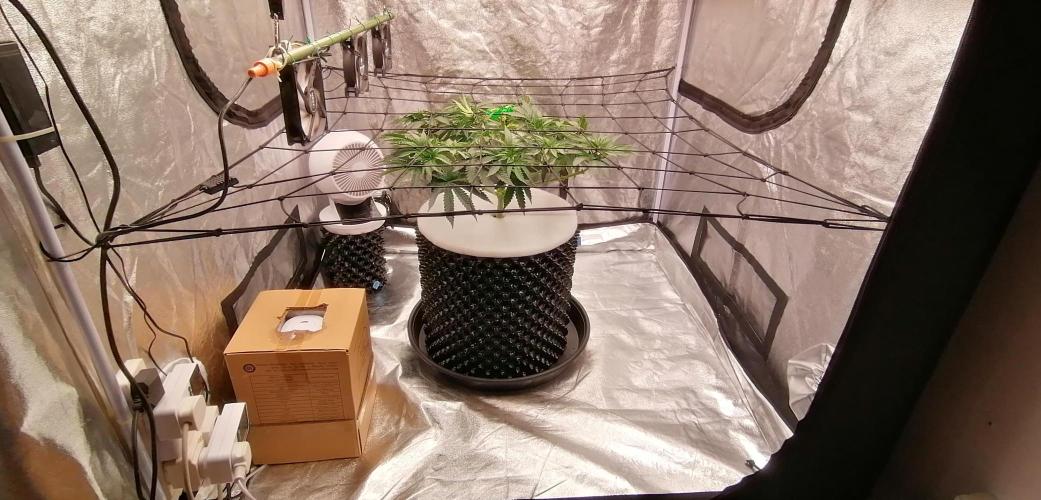 Winter warmer ScrOG. Week 6 - Grow area after rationalising all the cables  and layout.