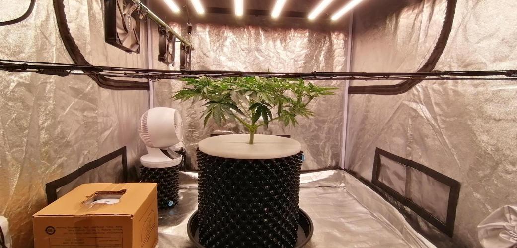 Winter warmer ScrOG. Week 6 - Scrog net in place - all movement restricted!