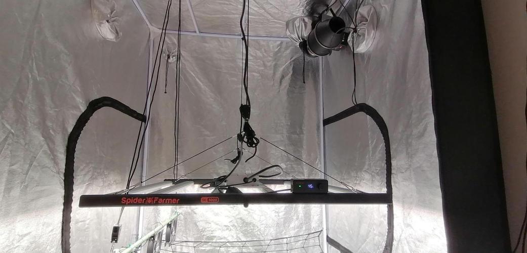 Winter warmer ScrOG. Week 6 - The Spider Farmer SE5000 Evo.