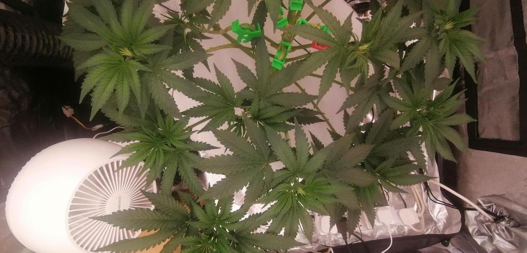 Winter warmer ScrOG. Week 6 - canopy from front.