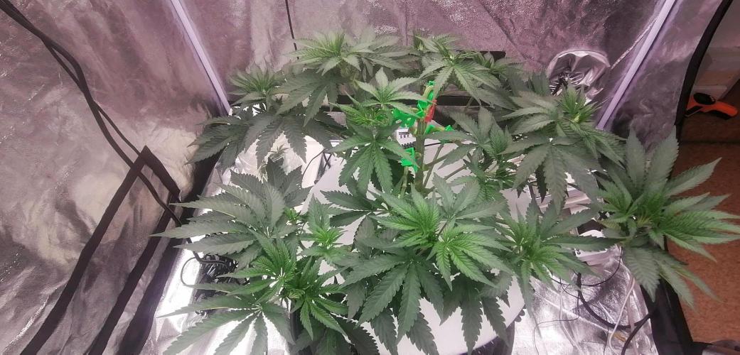 Winter warmer ScrOG. Week 6 - Defoliation - scrubbed all growth from lower branches. 