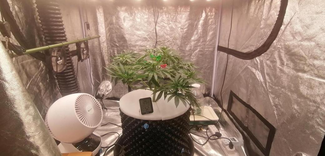 Winter warmer ScrOG. Week 6 - taking shape.