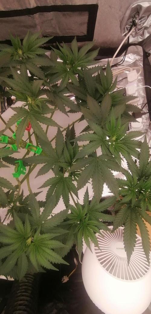 Winter warmer ScrOG. Week 6 - canopy from the left.