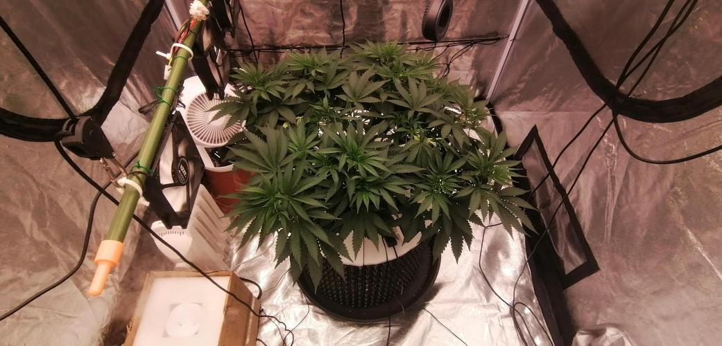 Winter warmer ScrOG. Week 7 - 18.03.2026 hoping the flip to 12/12 will stretch her out a bit