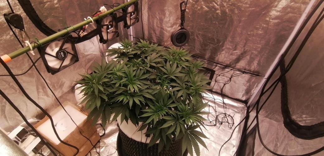 Winter warmer ScrOG. Week 7 - 18.03.2026