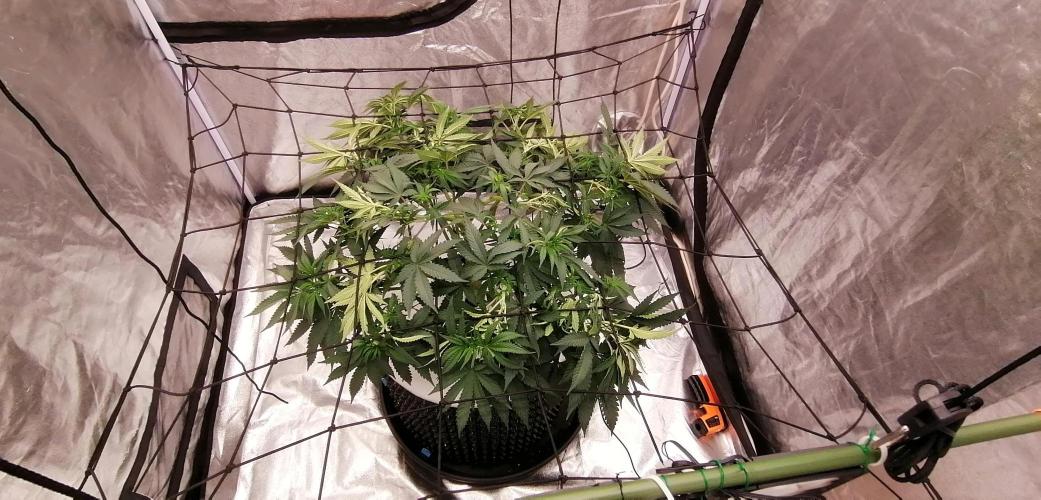 Winter warmer ScrOG. Week 7 - 20.03.2026 