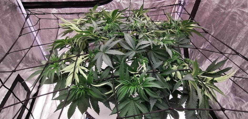 Winter warmer ScrOG. Week 7 - 20.03.2026 