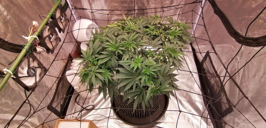 Winter warmer ScrOG. Week 7 - 21.03.2026