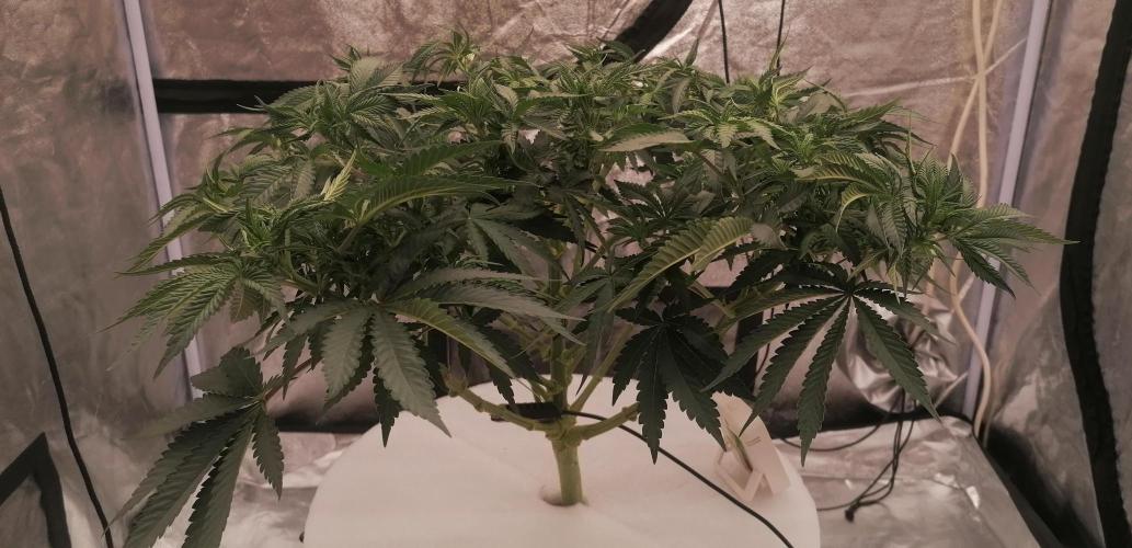 Winter warmer ScrOG. Week 7 - 21.03.2026