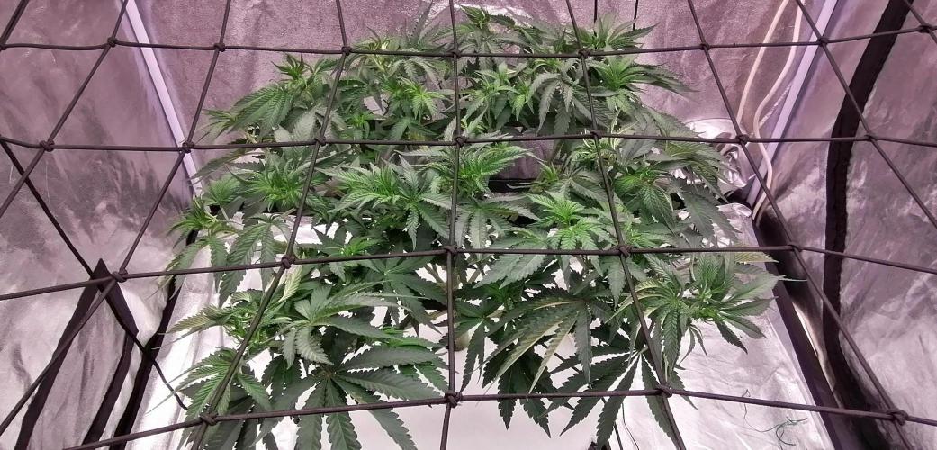 Winter warmer ScrOG. Week 7 - 21.03.2026