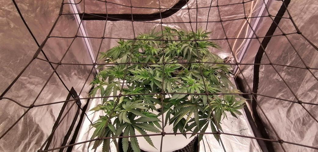 Winter warmer ScrOG. Week 7 - 21.03.2026