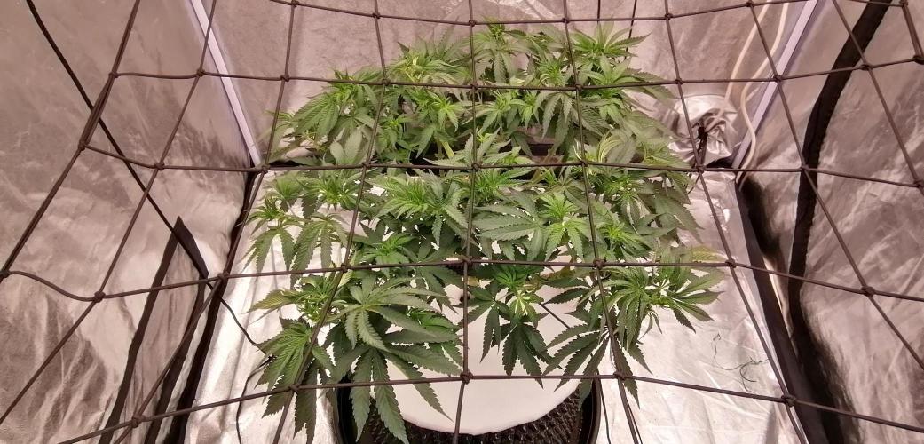 Winter warmer ScrOG. Week 7 - 21.03.2026