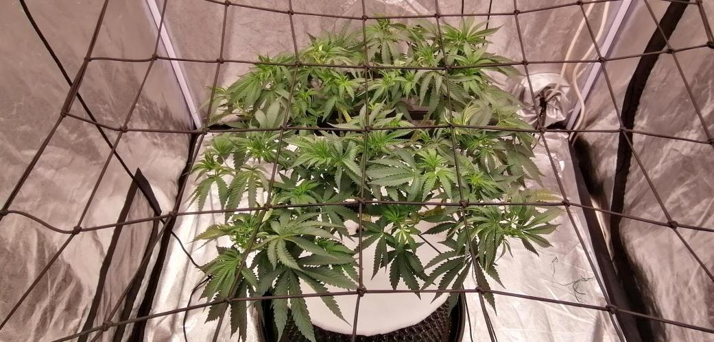 Winter warmer ScrOG. Week 7 - 21.03.2026